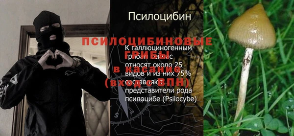 шишки Аркадак